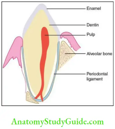 Periodontal ligament periodontium