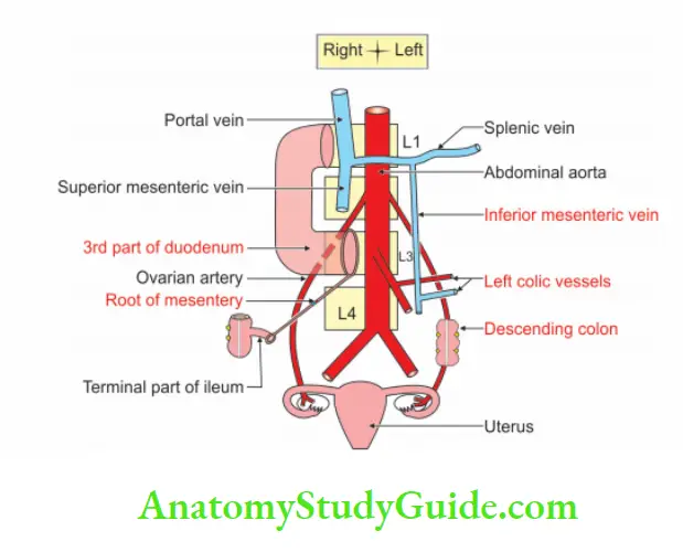 Ovarian Artery Anatomy Notes - Anatomy Study Guide