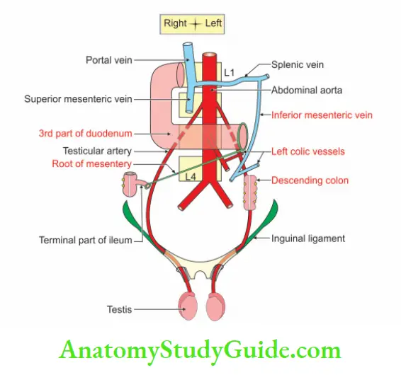 Posterior Abdominal Wall Anterior relations of testicular artery