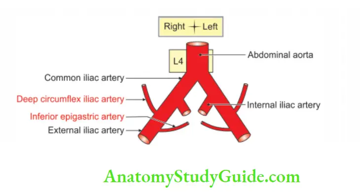 Posterior Abdominal Wall Branches of external iliac artery