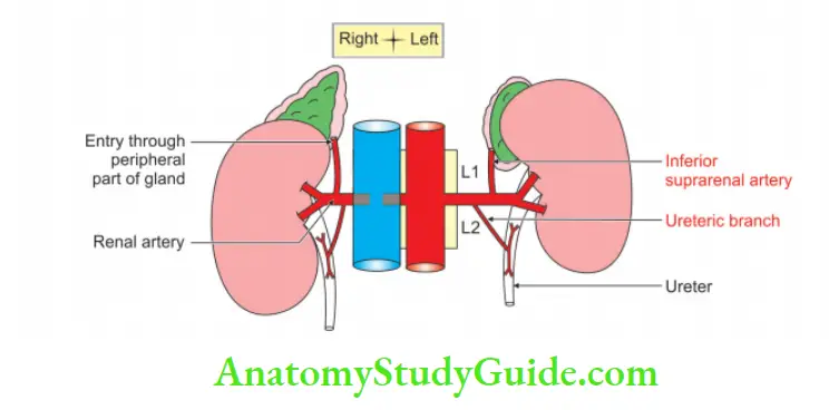Posterior Abdominal Wall Branches of renal artery to ureter and supernal gland