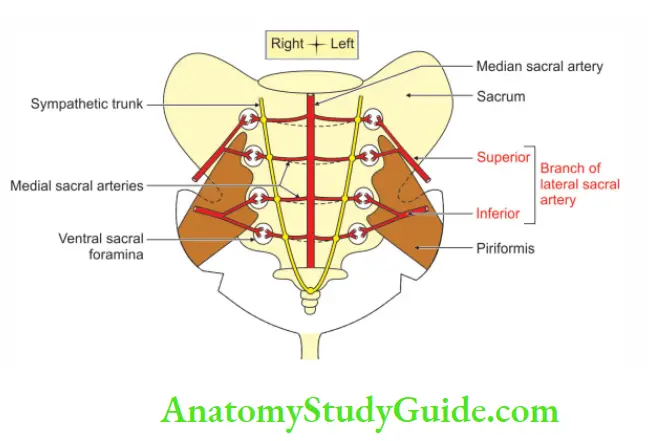 Posterior Abdominal Wall Course branches an drelations of lateral sacral artery