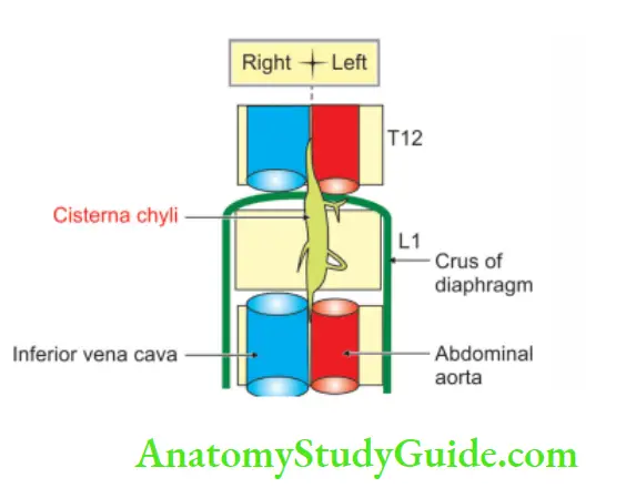 Posterior Abdominal Wall Formation and tributeries of cisterna chyli
