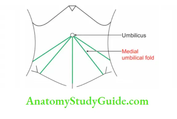 Posterior Abdominal Wall Medial umbical fold containing medial umbilical ligament