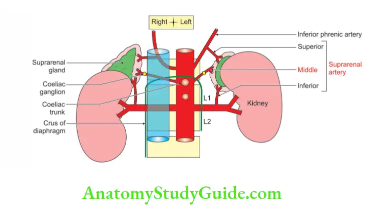 Posterior Abdominal Wall Origin course and relations of middle suprarenal artery