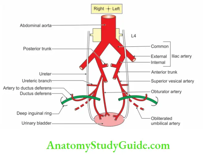 Posterior Abdominal Wall Origin course relations and branches of superior vescial artery