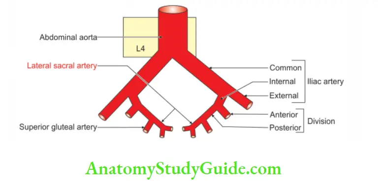 Posterior Abdominal Wall Origin of lateral sacral artery