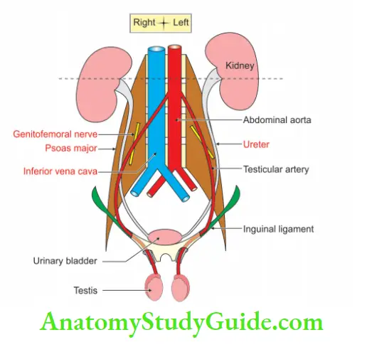 Posterior Abdominal Wall Posterior relations of testicular artery