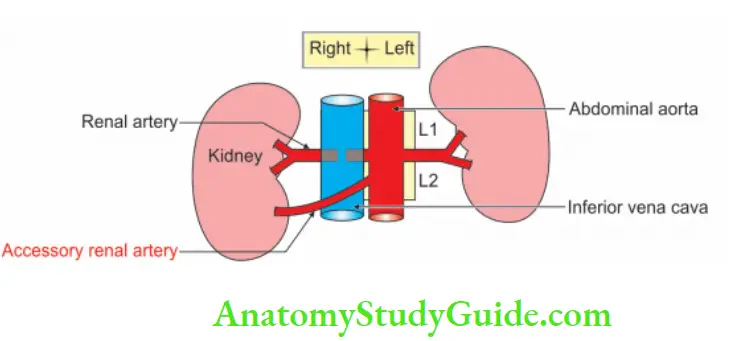 Posterior Abdominal Wall Relations of accessory renal artery on right side