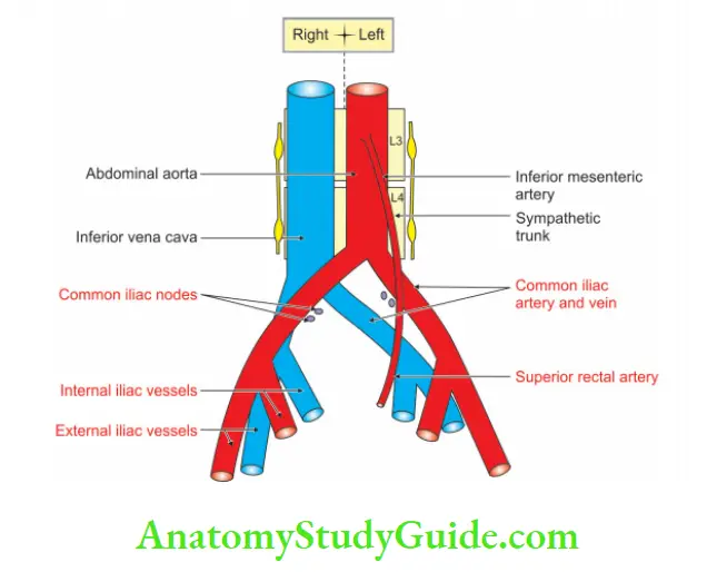 Posterior Abdominal Wall Relations of common iliac artery
