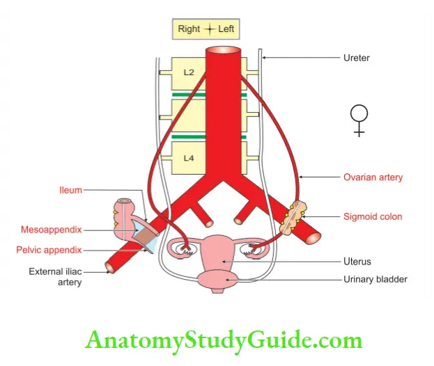 Posterior Abdominal Wall Relations of external iliac artery in female