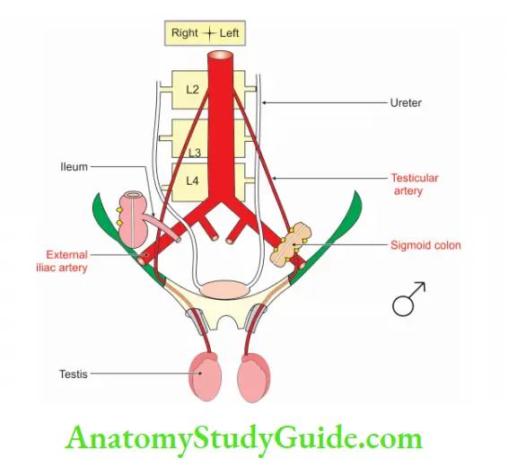 Posterior Abdominal Wall Relations of external iliac artery in male