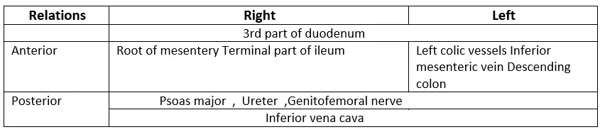 Posterior Abdominal Wall Relations of testicular artery