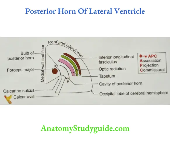Posterior Horn Of Lateral Ventricle