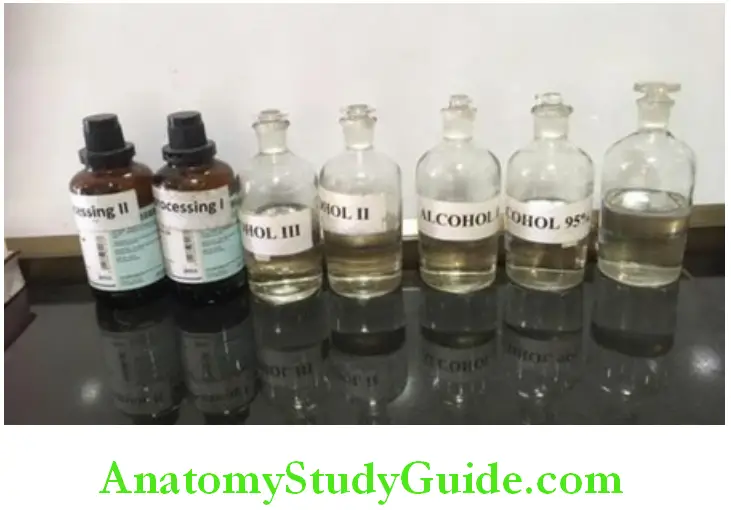Preparation Of Tissue Specimens For Histological Study dehydration and cleaning