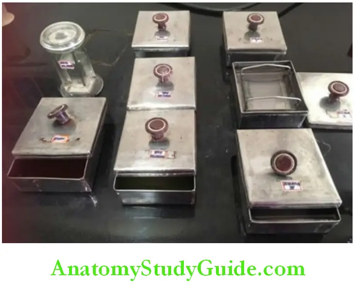 Preparation Of Tissue Specimens For Histological Study statining of tissue sections