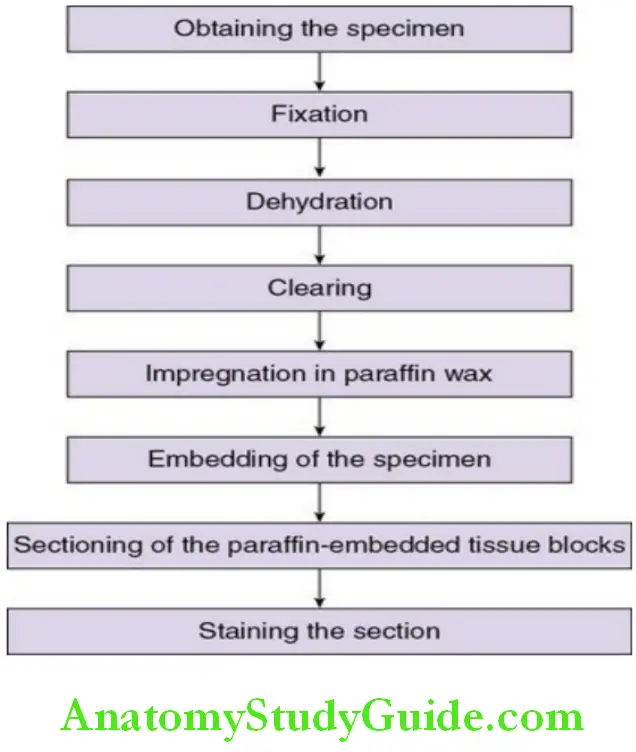 Preparation Of Tissue Specimens For Histological Study steps in soft preparation