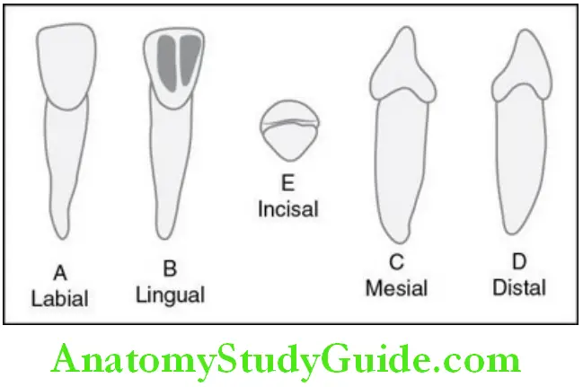 Primary Dentition deciduous mandibular central incisor