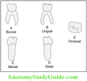 Morphology of Primary Teeth Notes - Anatomy Study Guide