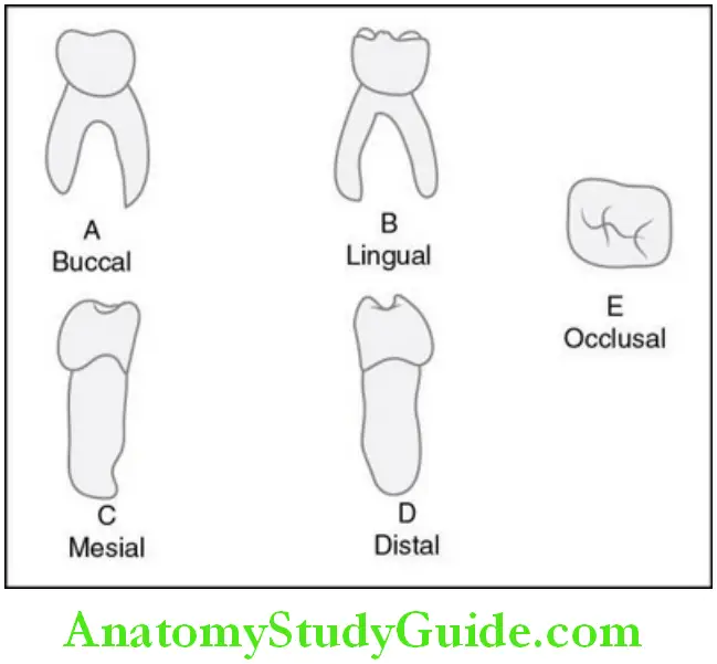 Primary Dentition deciduous mandibular firrst molar