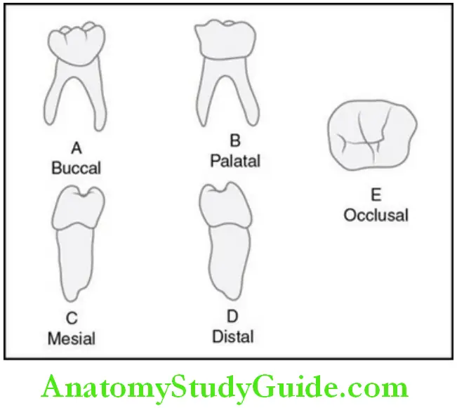 Primary Dentition deciduous mandibular second molar