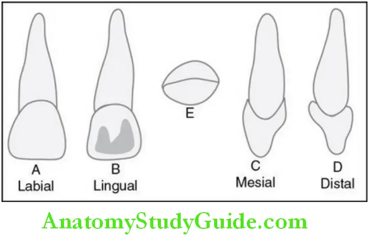 Primary Dentition deciduous maxillary central incisor