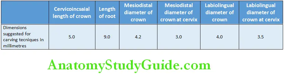 Primary Dentition measurement of deciduous mandibular central incisor