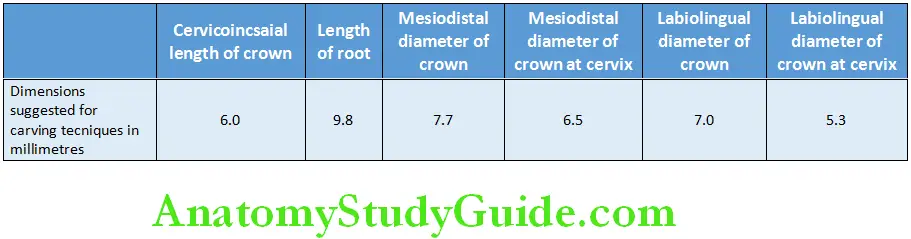 Primary Dentition measurement of deciduous mandibular first molar