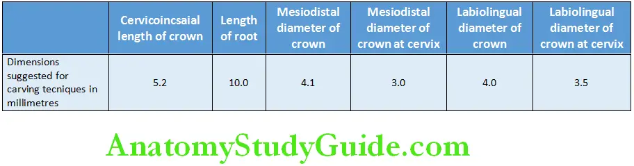Primary Dentition measurement of deciduous mandibular lateral incisor