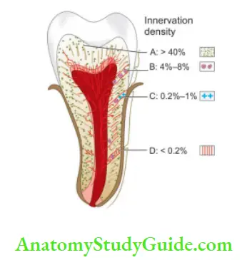 Pulp And Periradicular Tissue Diagram showing nerve density at diffrent areas of the tooth