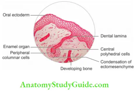 Pulp And Periradicular Tissue Notes Development of tooth showing bud stage.