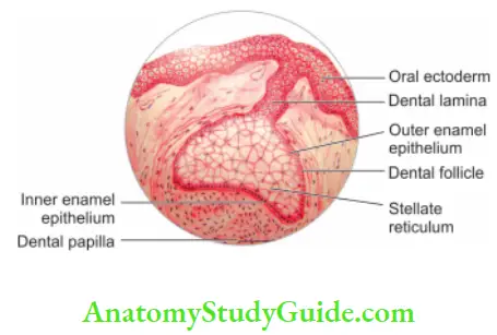 Pulp And Periradicular Tissue Notes Development of tooth showing cap stage.
