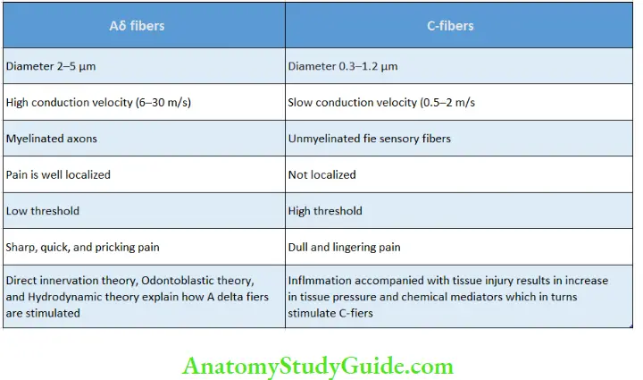 Pulp And Periradicular Tissue Notes Diffrence between Aδ and C-fiers