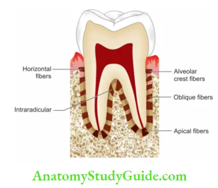 Pulp And Periradicular Tissue Notes Principal fiers of periodontal ligament.