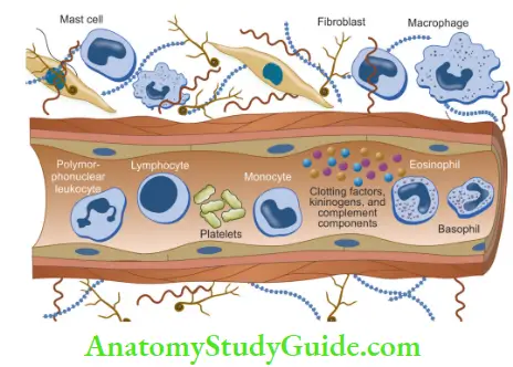 Pulp And Periradicular Tissue Notes Schematic representation of defense cells of pulp.