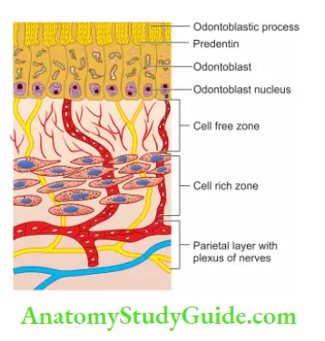 Pulp And Periradicular Tissue Notes Schematic representation of zones of pulp.