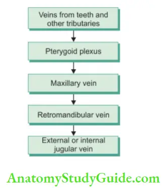 Pulp And Periradicular Tissue Notes Venous drainage of teeth.