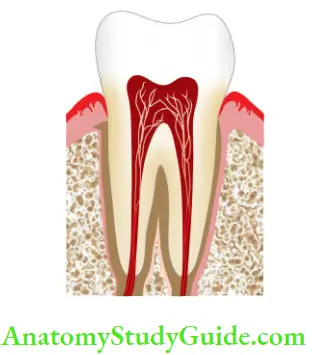 Pulp And Periradicular Tissue Notes nerves and blood vessels enter or leave the tooth via apical foramen.