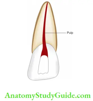 Pulp And Periradicular Tissue Notes pulp anatomy of anterior tooth.