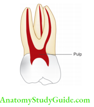 Pulp And Periradicular Tissue Notes pulp cavity of maxillary molar.