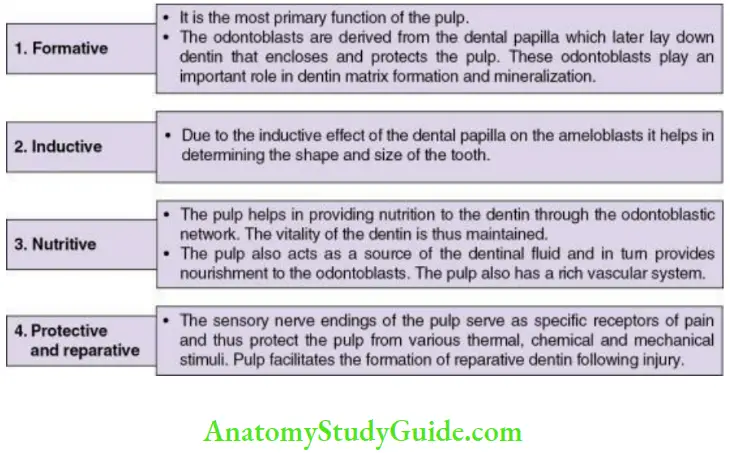 Pulp functions of the pulp