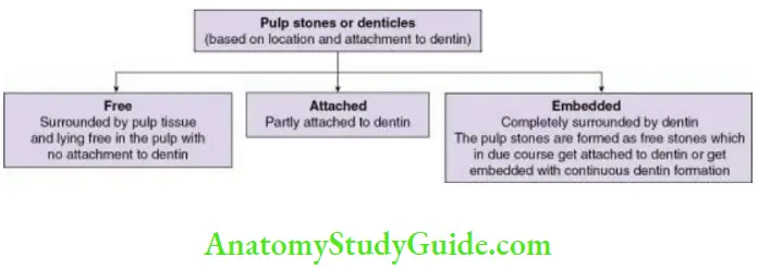 Pulp stones based on structure