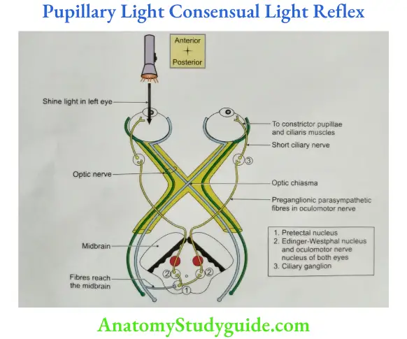 Pupillary Light Consensual Light Reflex