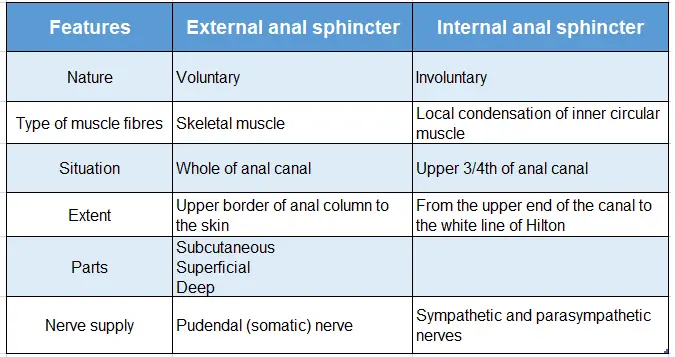 Rectum And Anal Canal Anal sphincters external and internal