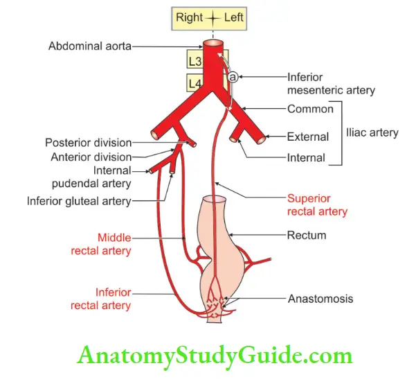 Rectum And Anal Canal Arterial supply of rectum