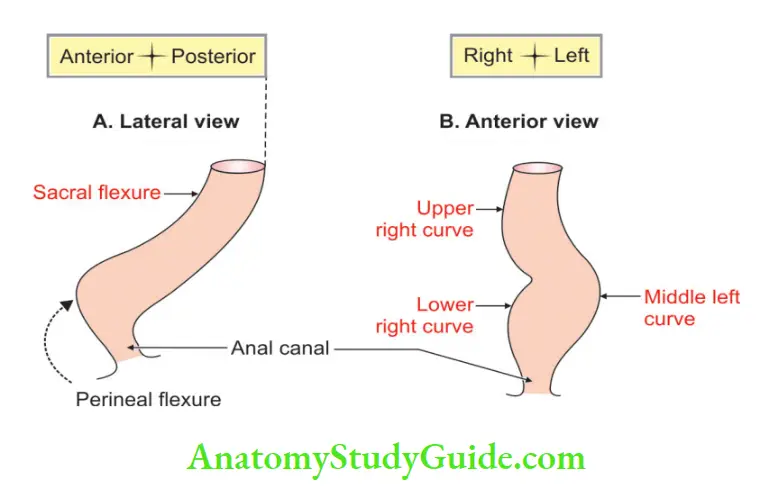 Rectum And Anal Canal Curvatures of rectum