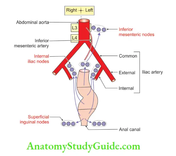 Rectum And Anal Canal Lymphatic drainage of anal canal