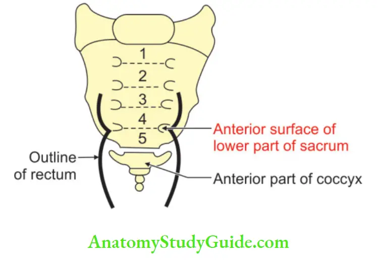 Rectum And Anal Canal Posterior relations of rectum