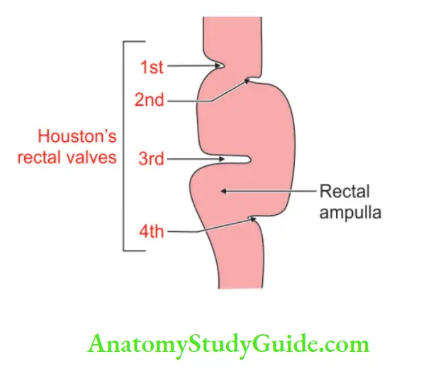 Rectum And Anal Canal Valves of Houston