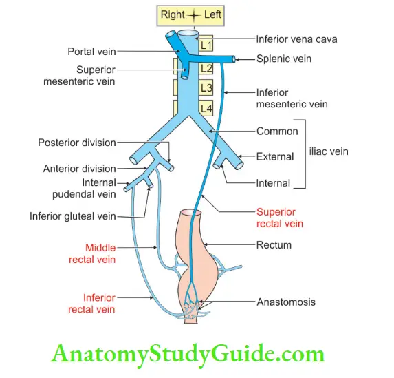 Rectum And Anal Canal Venous drainage of rectum